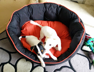 New bed that makes lots of interesting noises