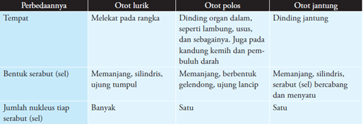 Perbedaan Otot Lurik, Otot Polos,Otot Jantung