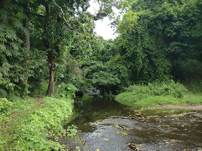 Dhoni Waterfalls Trekking Palakkad