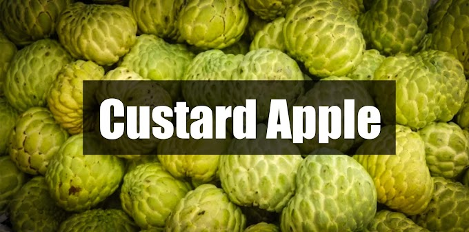  सीताफल खाने के जबरदस्त 12 फायदे health benefits of custard apple fruit in hindi 