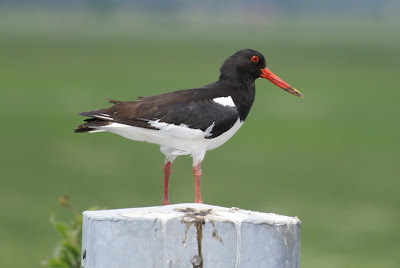 Strânljip - Scholekster - Haematopus ostralegus