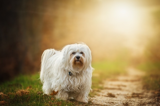 Havanese is one of the smallest animals in the world you can own.