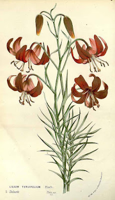 Лилия карликовая (Lilium pumilum)