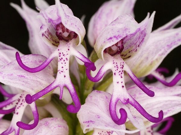 Monkey orchid (Orchis simia)