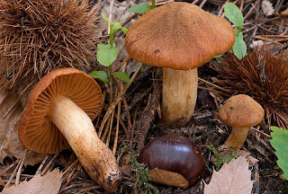 Cortinario de montaña - Cortinarius orellanus