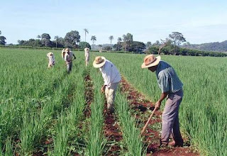 Com ajuda da ONU, governo cearense investe em agricultura familiar