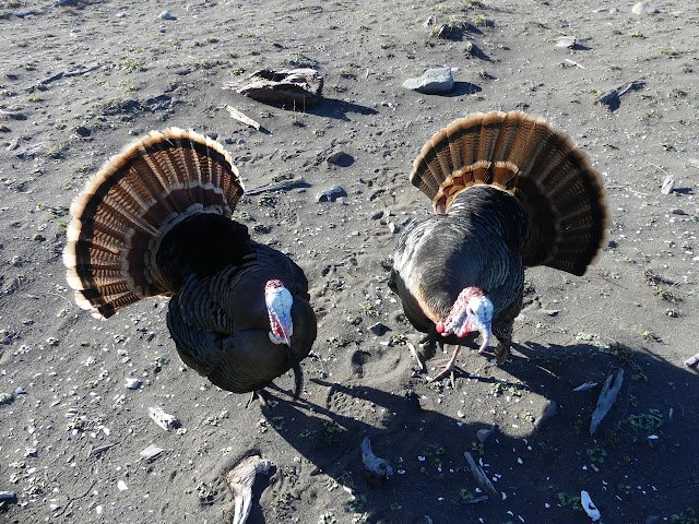 very close turkeys