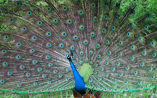 Peacock Wallpapers