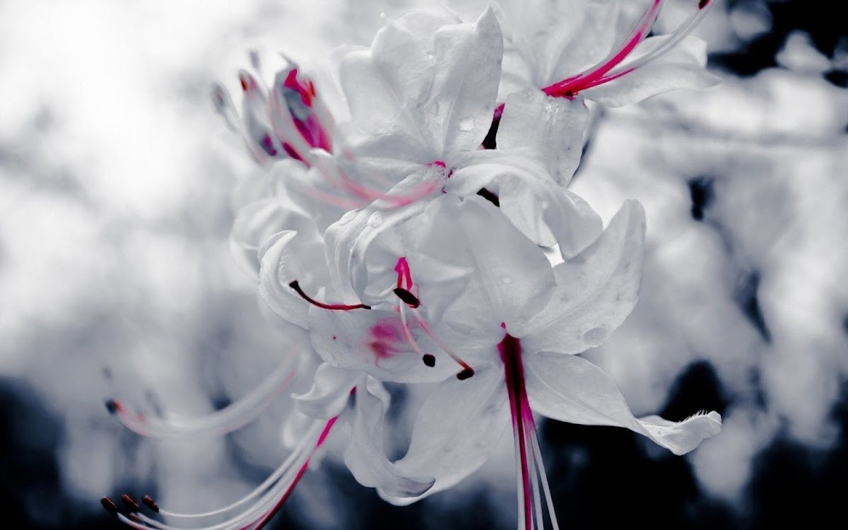 White Flowers Widescreen HD Wallpaper 5