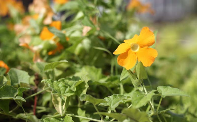 Black-Eyed Susan Vine Flowers Pictures