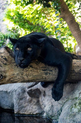 jaguar de loro Parque