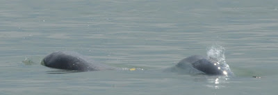 Irrawaddy Dolphin (Orcaella brevirostris)