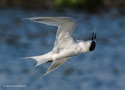 Birds in Flight / Action Photography Workshop - Cape Town