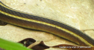 Eastern Ribbon Snake