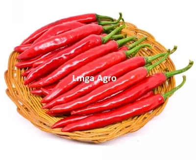 Cabe Merah Pilar F1, Cabe Pilar, Cabai Pilar, Tanaman Cabe, Budidaya Cabe, Tanam Cabe, Panah Merah, Lmga Agro, Toko Pertanian