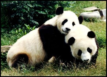panda