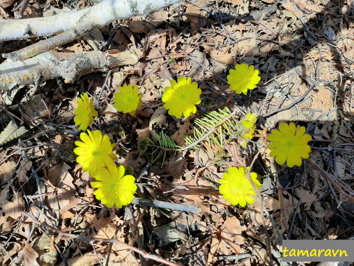 Адонис амурский (Adonis amurensis)