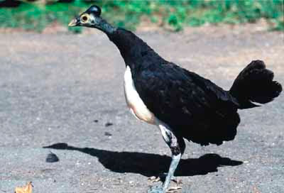 12 Burung Cantik dan Langka di Pulau Sulawesi