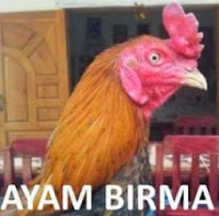 Ayam Birma