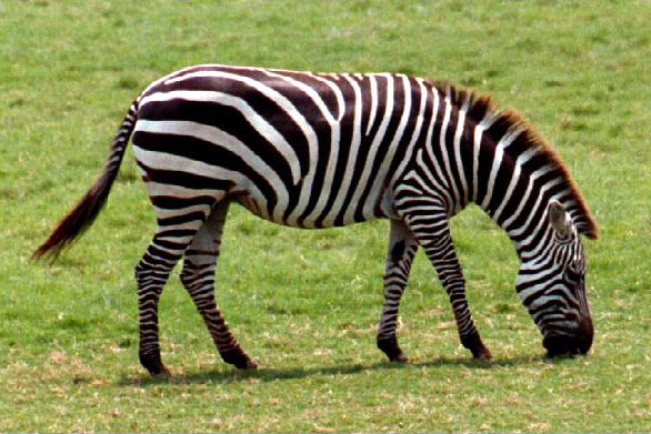 24+ Gambar Zebra