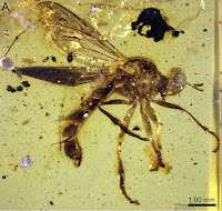http://sciencythoughts.blogspot.co.uk/2014/06/robber-flies-from-cretaceous-amber.html