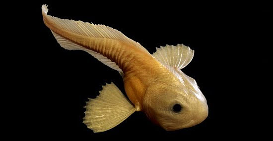 Bizarro 'peixe das trevas' vive no lugar mais profundo do oceano