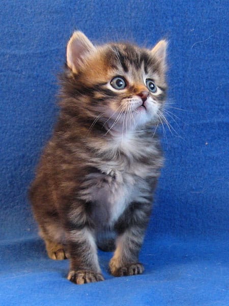brown tabby siberian kitten