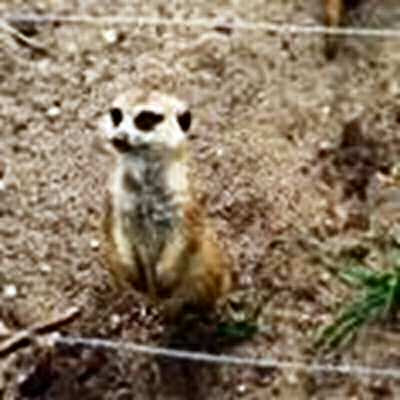 Meerkat looking at a wire fence