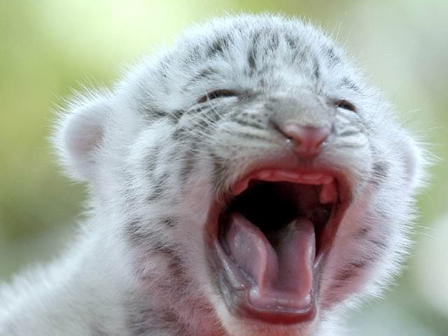 a cranky baby white tiger.