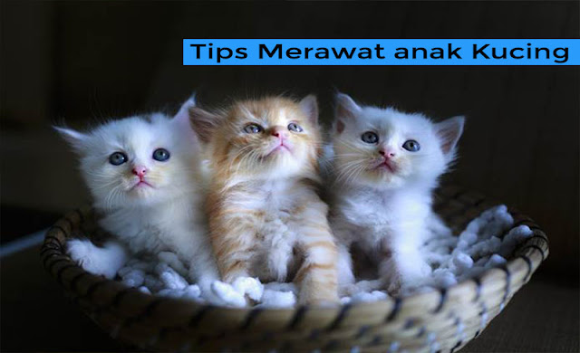 Tips Merawat Anak Kucing