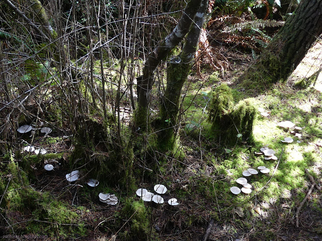 68: many big mushrooms