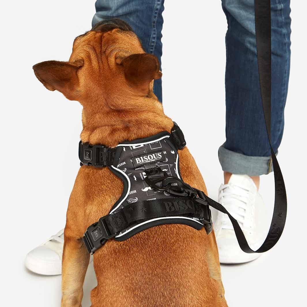 stylish dog walks harness