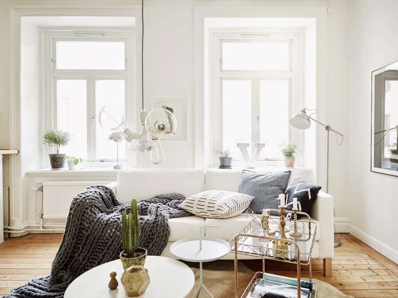 cactus in living room