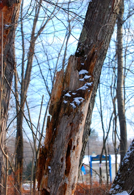 21. woodpecker tree-kab