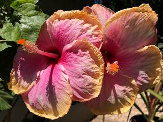 Hibiscus