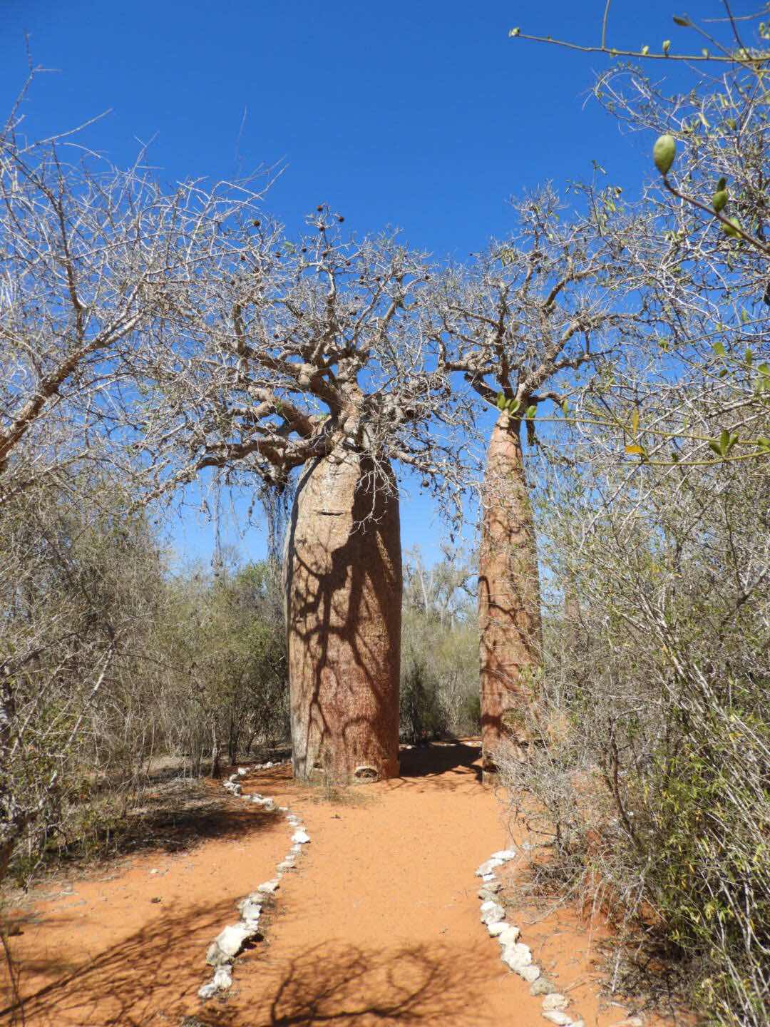 Baobab Reniala Madagascar