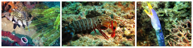 Pulau Babua - Keindahan Wisata Halmahera Barat