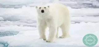 صفات الدب القطبي