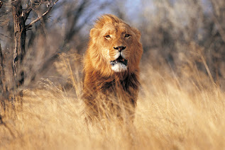 Lion pictures and wallpapers 10