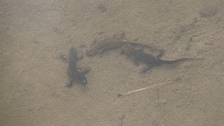 Lissotriton montandoni courtship behavior DSC76905