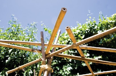 Bambú para construcción