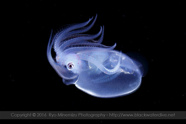 Octopoteuthis sicula Ruppell, 1844 - Black Water Water®