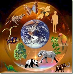 ecology,world-0f4b67b78f7b64b06c7b16b936b86450_h