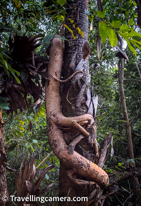 In above photograph, you can see a tree 'literally' climbing over the other tree in Auroville. This one is also clicked when walking from Auroville Information Centre to Matrimandir.