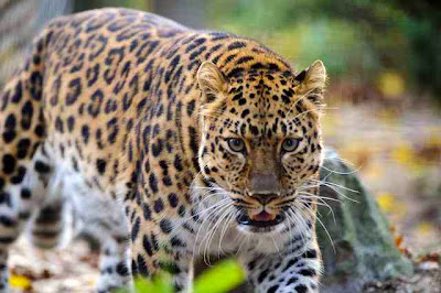 Amur Leopard