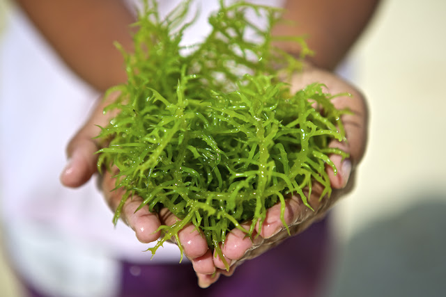 33 Health Benefits of Seaweeds