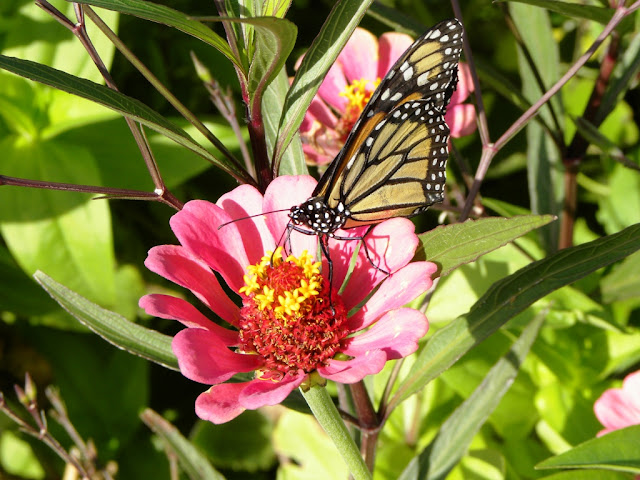 Butterflies St. Kitts