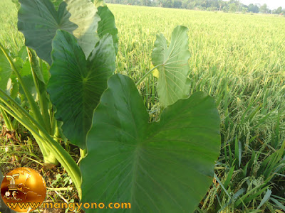 Talas untuk dibuat sayur lompong