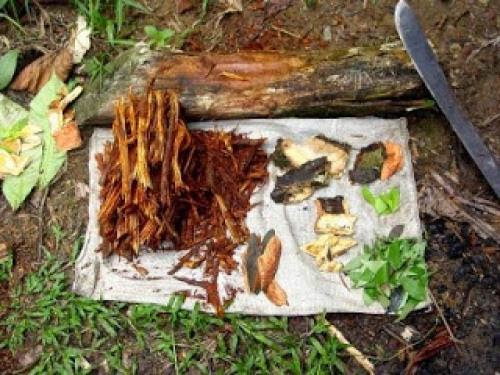 Ayahuasca Chacruna Shamanism Psychedelics Hallucinogen And Dmt