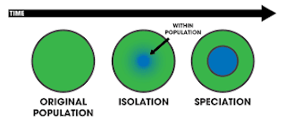 Models of Speciation Allopatric Speciation Beginning of conceptive